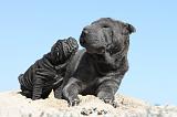 SHAR-PEI 594